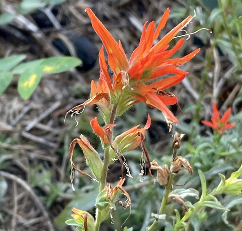 Castilleja disticha (Castilleja disticha)