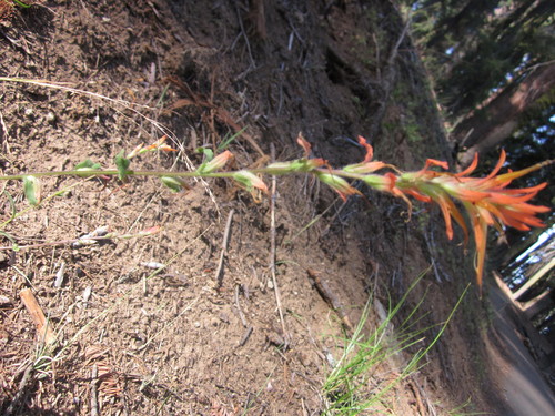 Castilleja disticha (Castilleja disticha)