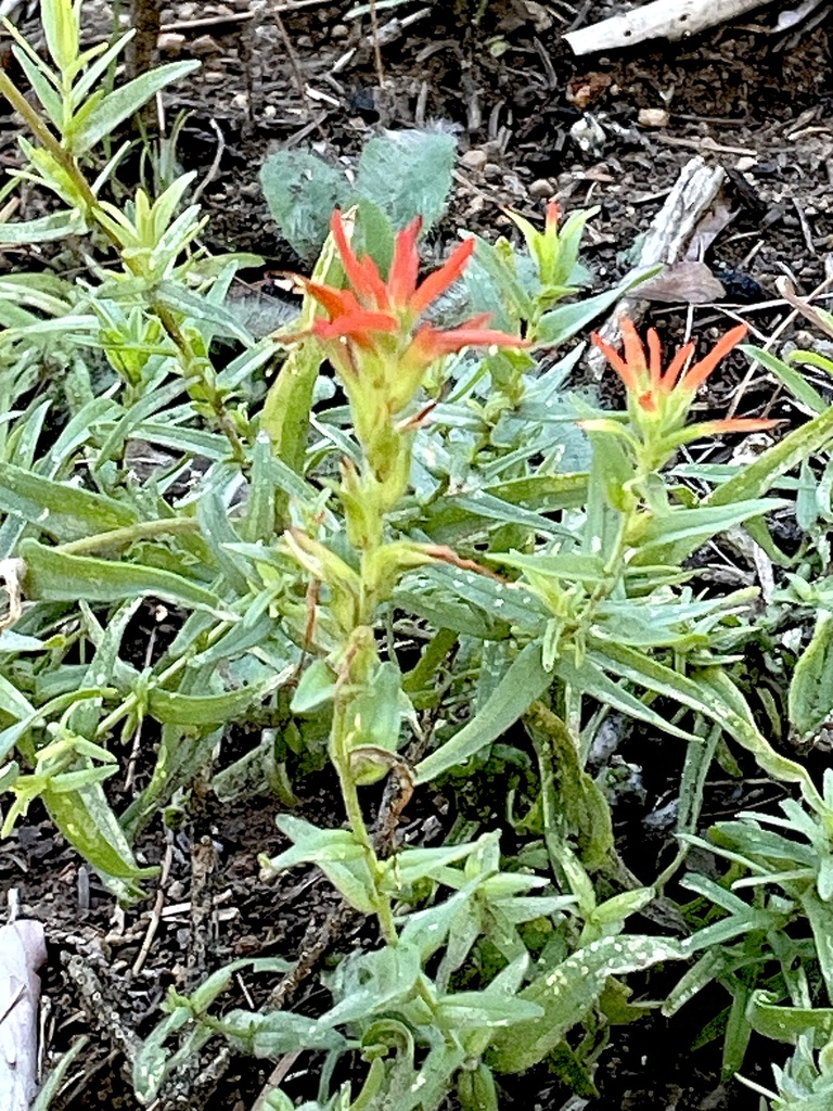 Castilleja disticha (Castilleja disticha)