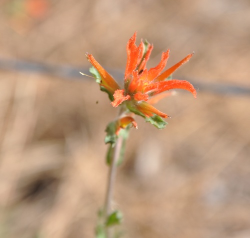 Castilleja disticha (Castilleja disticha)