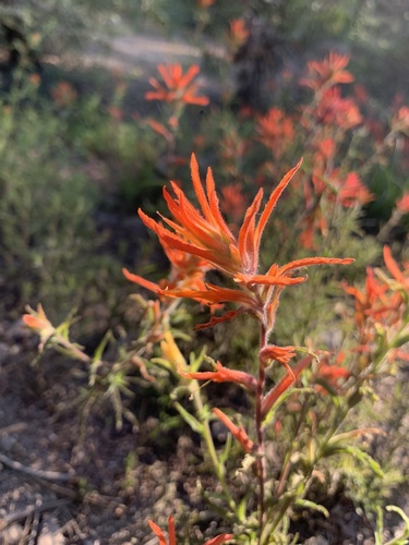 Castilleja disticha (Castilleja disticha)