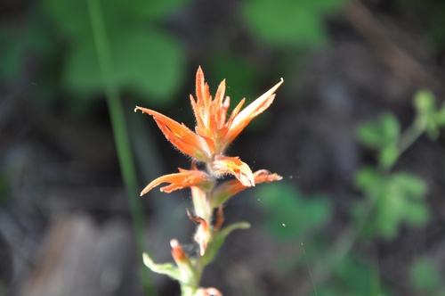 Castilleja disticha (Castilleja disticha)