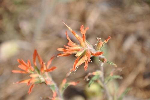Castilleja disticha (Castilleja disticha)