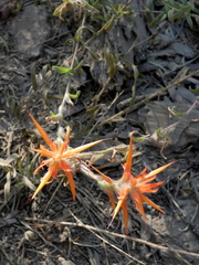 Castilleja disticha (Castilleja disticha)