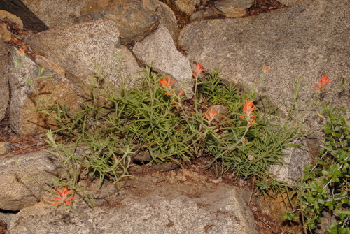 Castilleja disticha (Castilleja disticha)