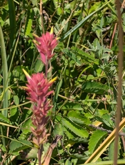 Siskiyou paintbrush (Castilleja elata)