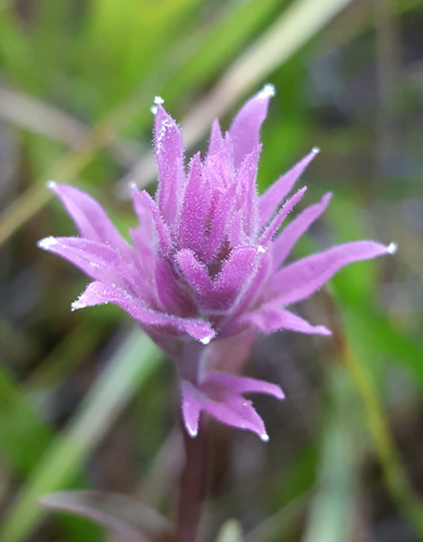 Siskiyou paintbrush (Castilleja elata)