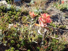 Wenatchee Indian paintbrush (Castilleja elmeri)