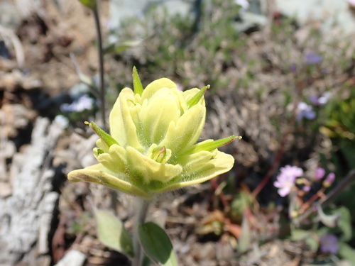 Wenatchee Indian paintbrush (Castilleja elmeri)