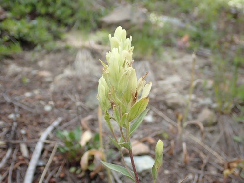 Wenatchee Indian paintbrush (Castilleja elmeri)