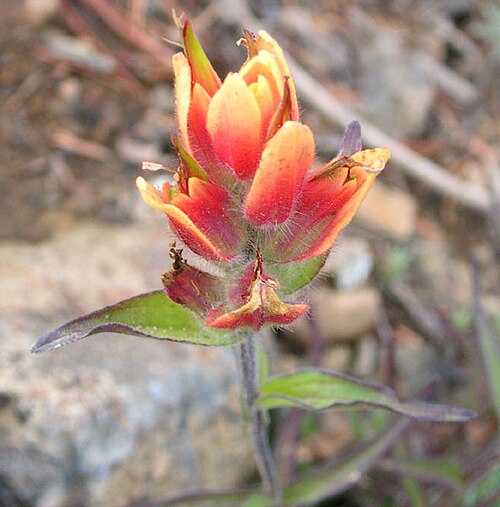 Wenatchee Indian paintbrush: Castilleja elmeri at Iron Peak Saddle Thanks to Mark Egger