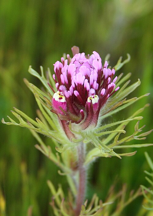 Exserted Indian paintbrush: Purple owl's clover ( Castilleja exserta ) found in Livermore, California .