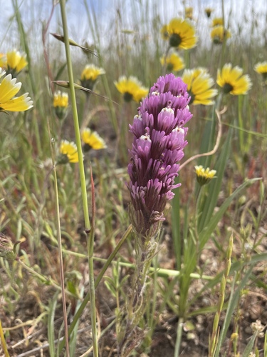 Exserted Indian paintbrush (Castilleja exserta)