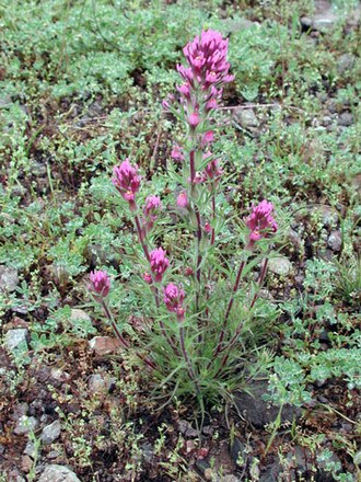 Exserted Indian paintbrush: Castilleja exserta from near Harquahala Mountains, Arizona, USA. Syn: Orthocarpus purpurascens .