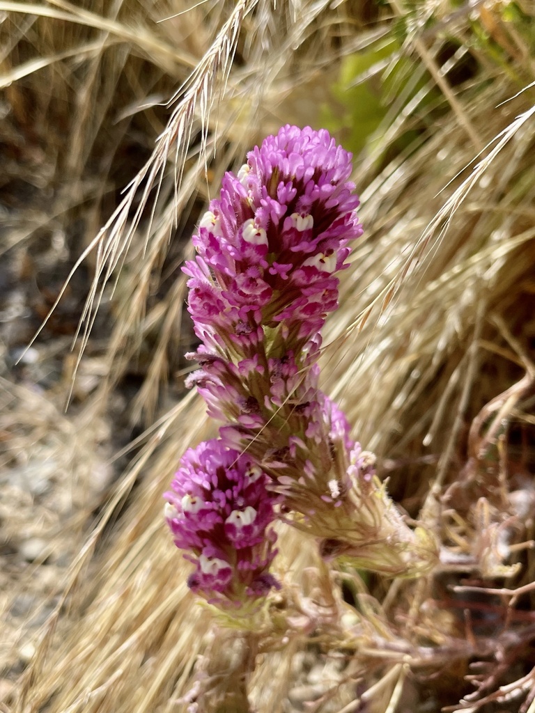 Exserted Indian paintbrush (Castilleja exserta)