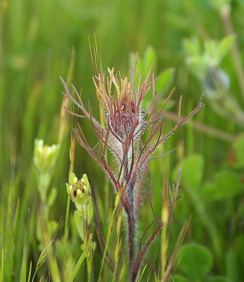 Exserted Indian paintbrush: Purple owl's clover ( Castilleja exserta ) found in Livermore, California .