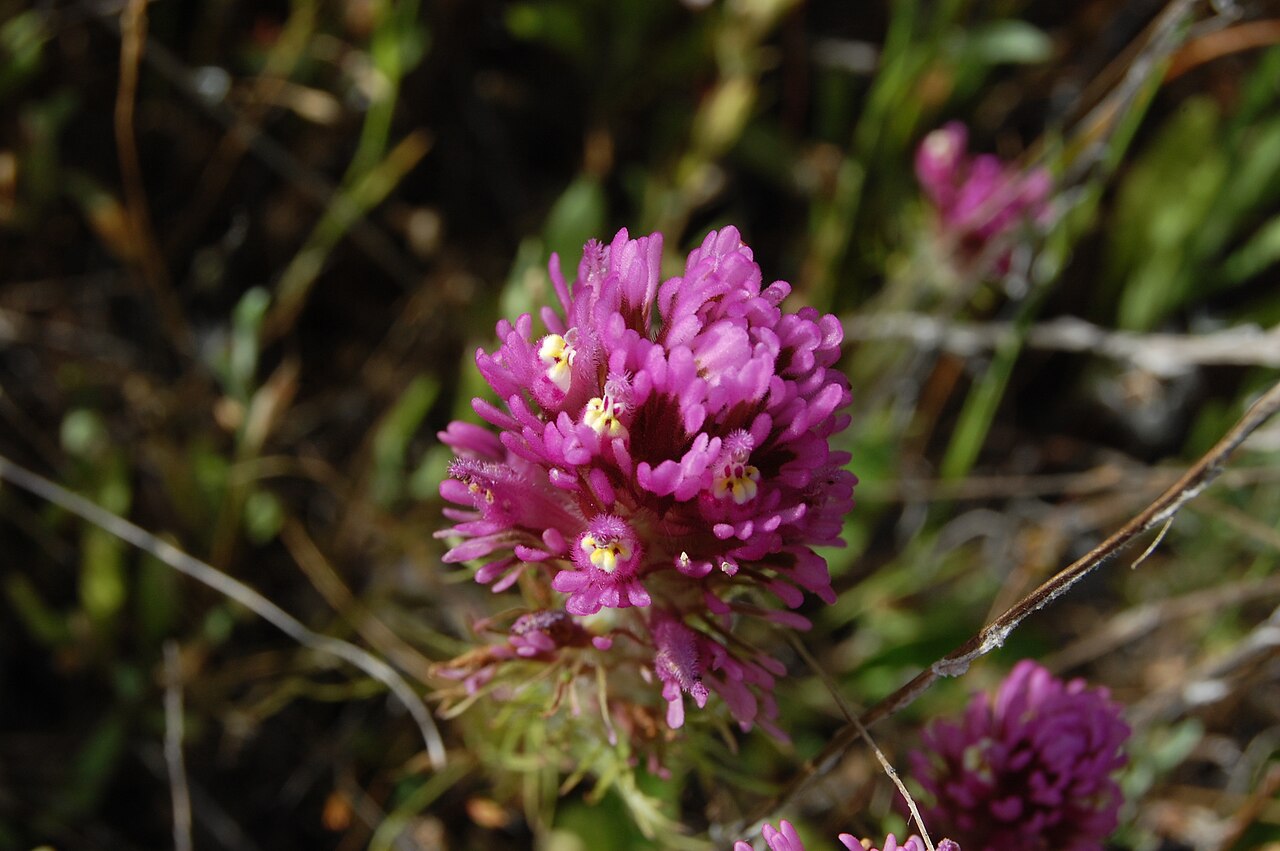 Exserted Indian paintbrush: Purple Owl's Clover, Escobita, Exserted Indian Paintbrush. Castilleja exserta Made in Almaden Quicksilver County Park , San Jose, California , USA . Identified