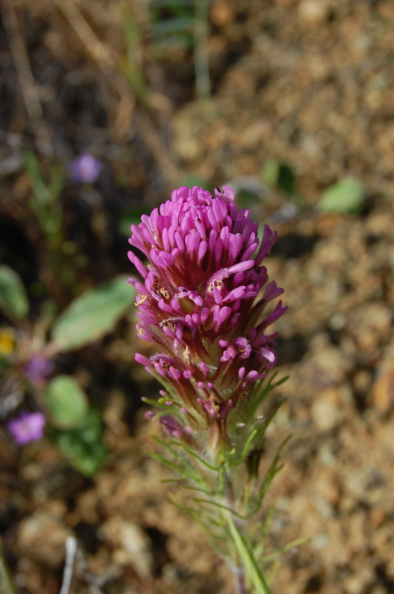 Exserted Indian paintbrush: Purple Owl's Clover, Escobita, Exserted Indian Paintbrush. Castilleja exserta Made in Almaden Quicksilver County Park , San Jose, California , USA . Identified