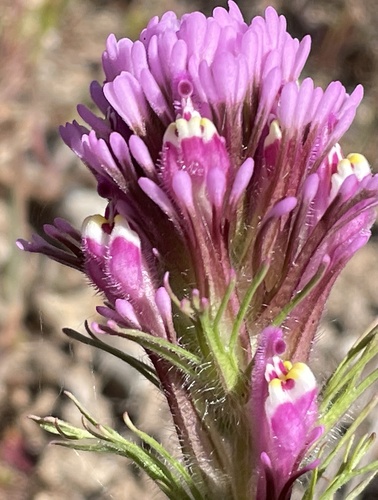 Exserted Indian paintbrush (Castilleja exserta)