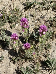 Exserted Indian paintbrush (Castilleja exserta)