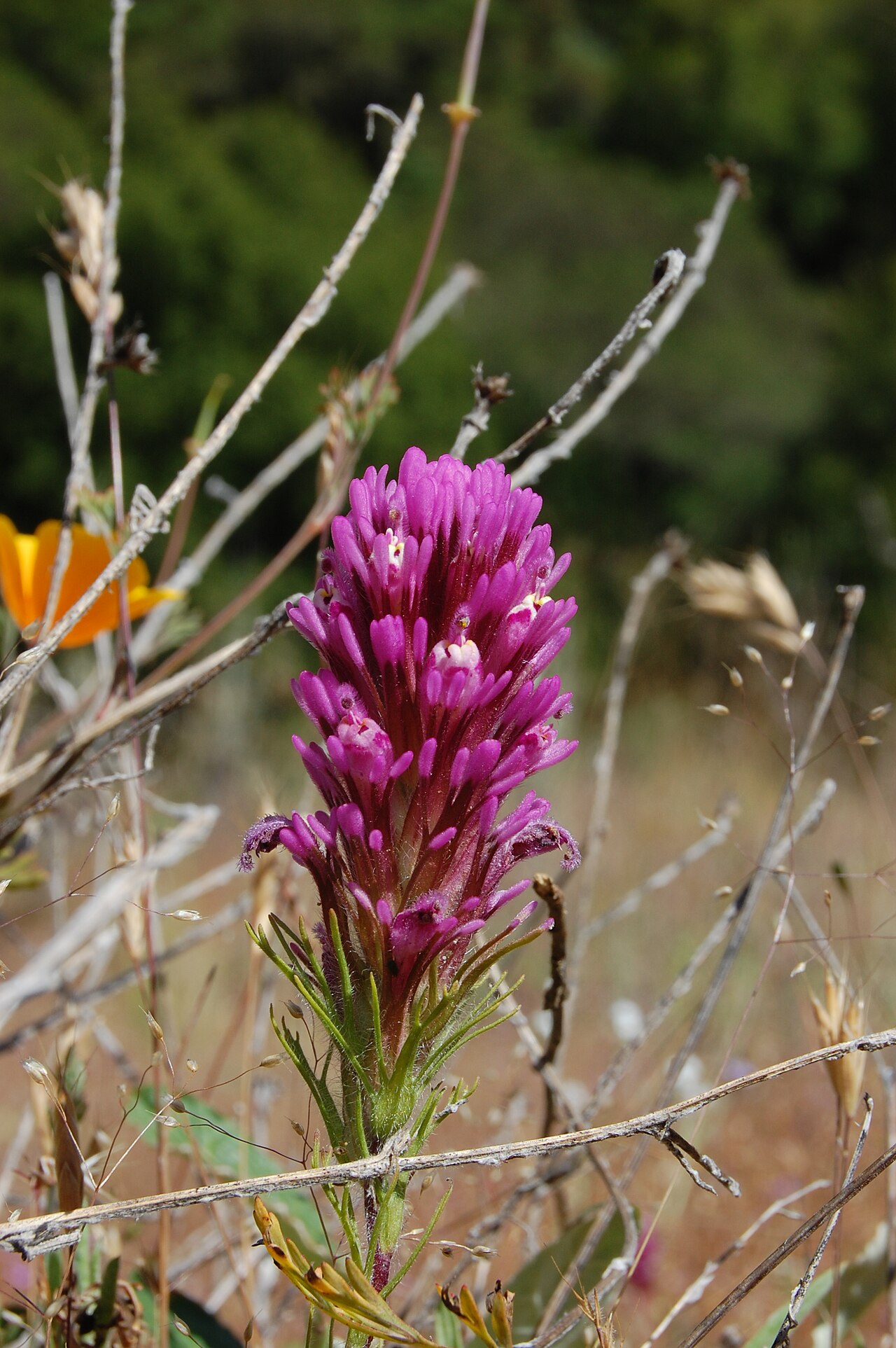 Exserted Indian paintbrush: Purple Owl's Clover, Escobita, Exserted Indian Paintbrush