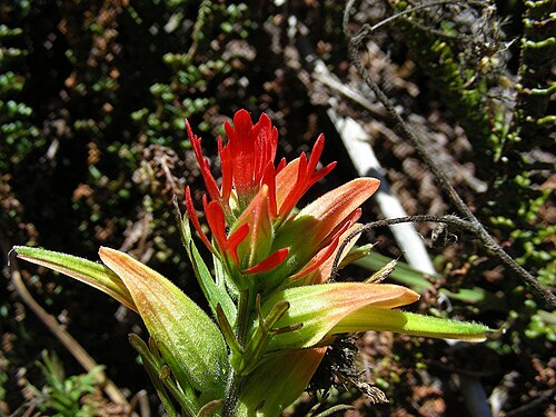 Castilleja fissifolia: Native to the Andes of northern South America. Photo from Parque los Nevados, Colombia. In context at www.dixpix.ca/meso_america/Flora/mints/index.html