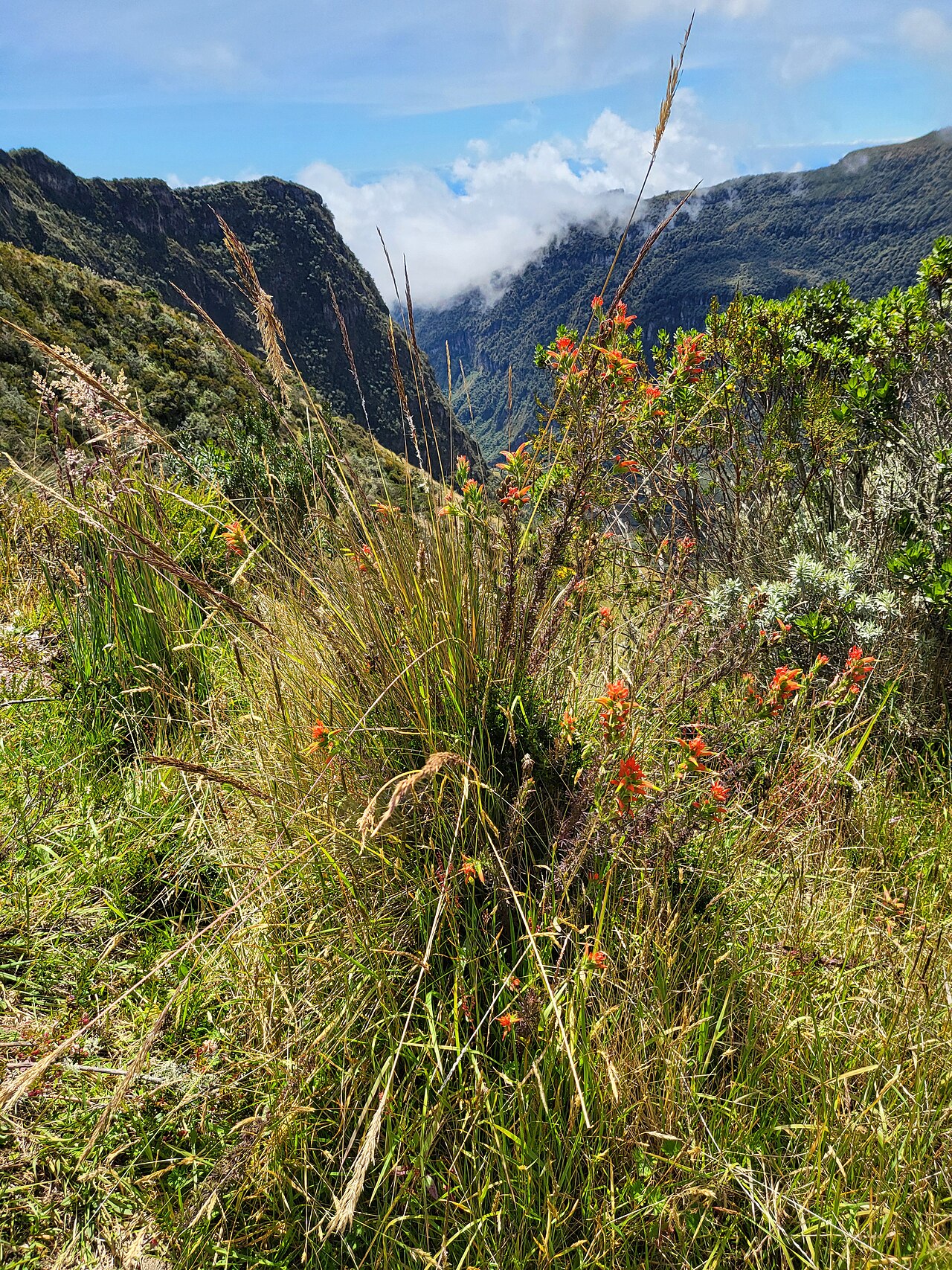 Castilleja fissifolia: Cañón del río Azufrado, Colombia