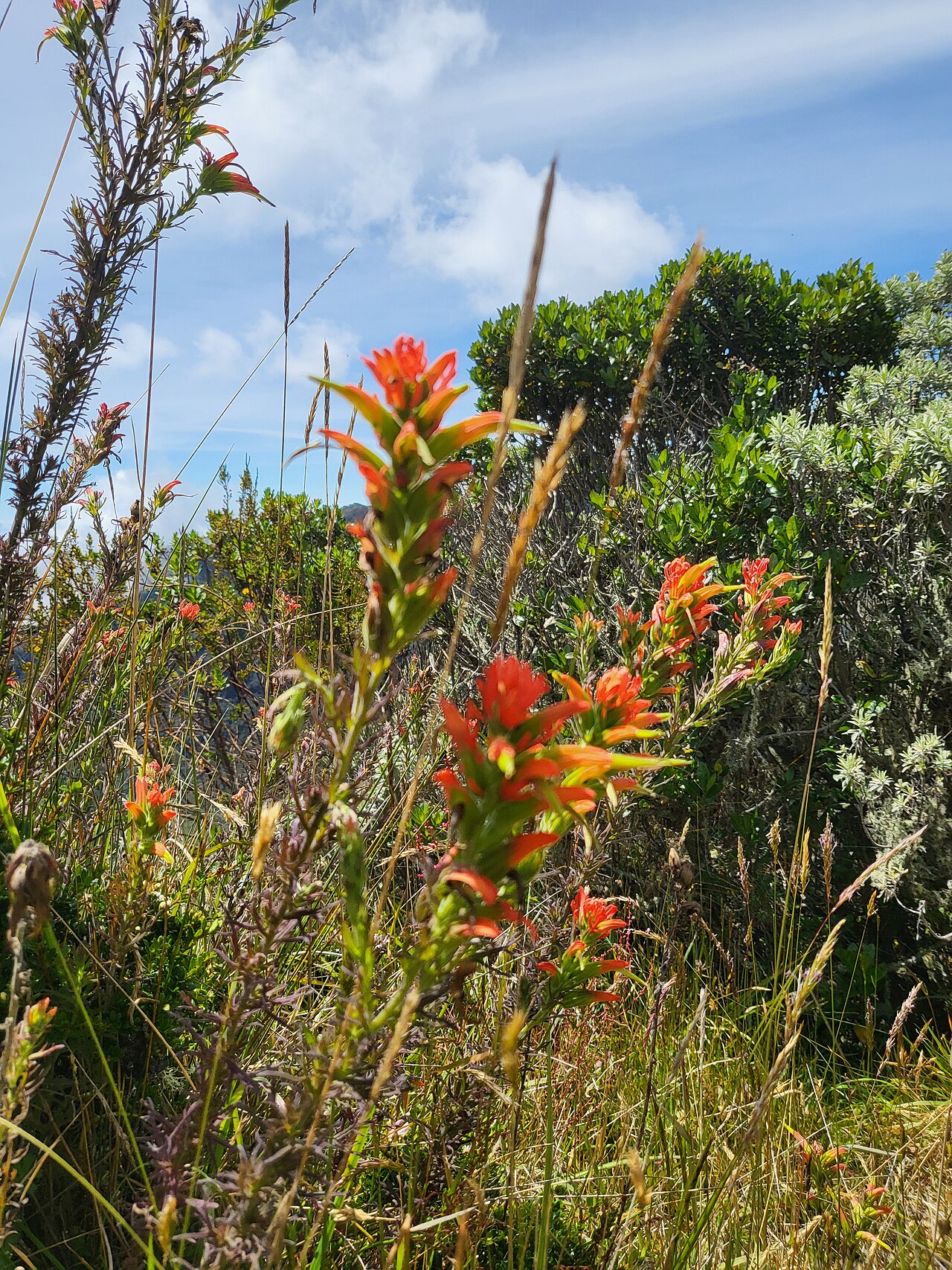 Castilleja fissifolia: Nevado del Ruiz, Colombia