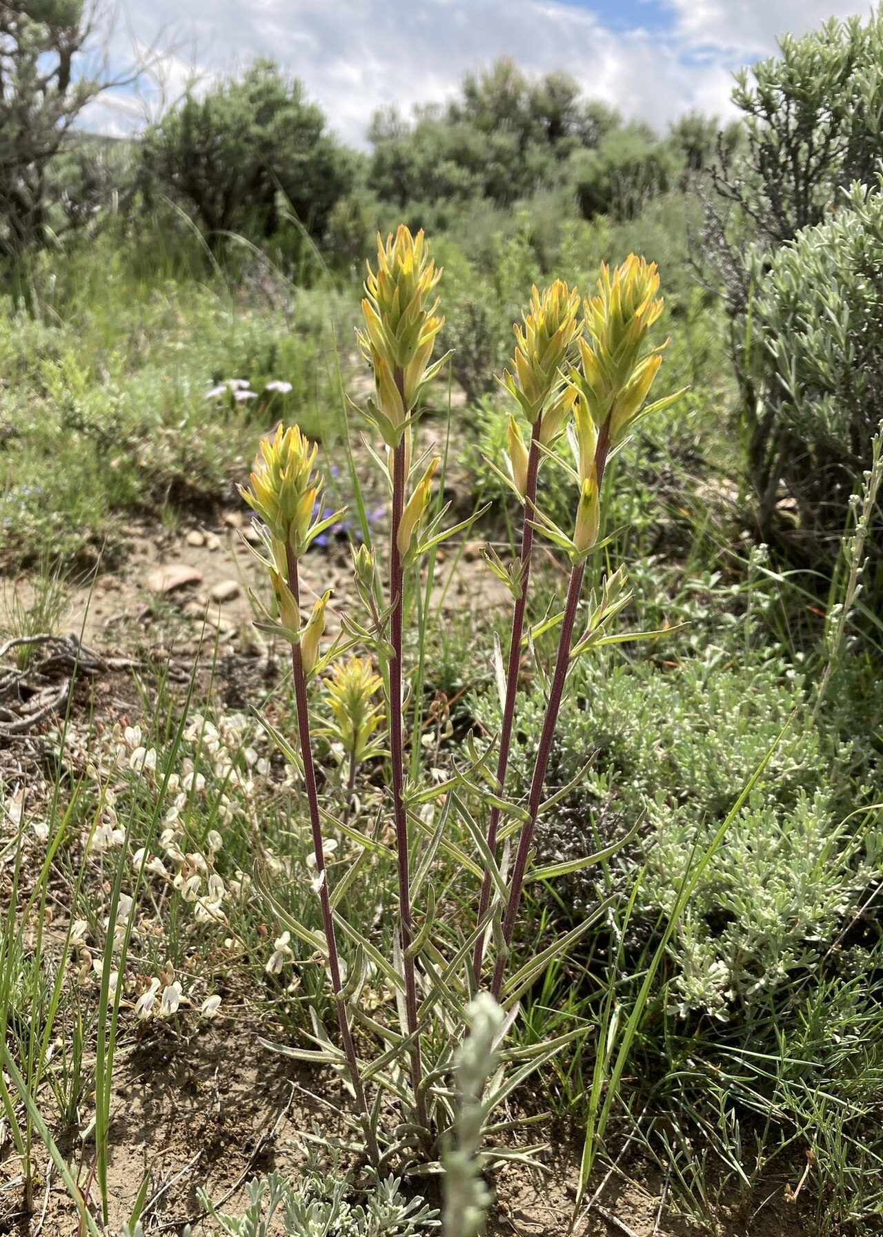 Yellow Indian paintbrush: Castilleja flava var. flava blooming in the sagebrush steppe in Lincoln County, Wyoming, US