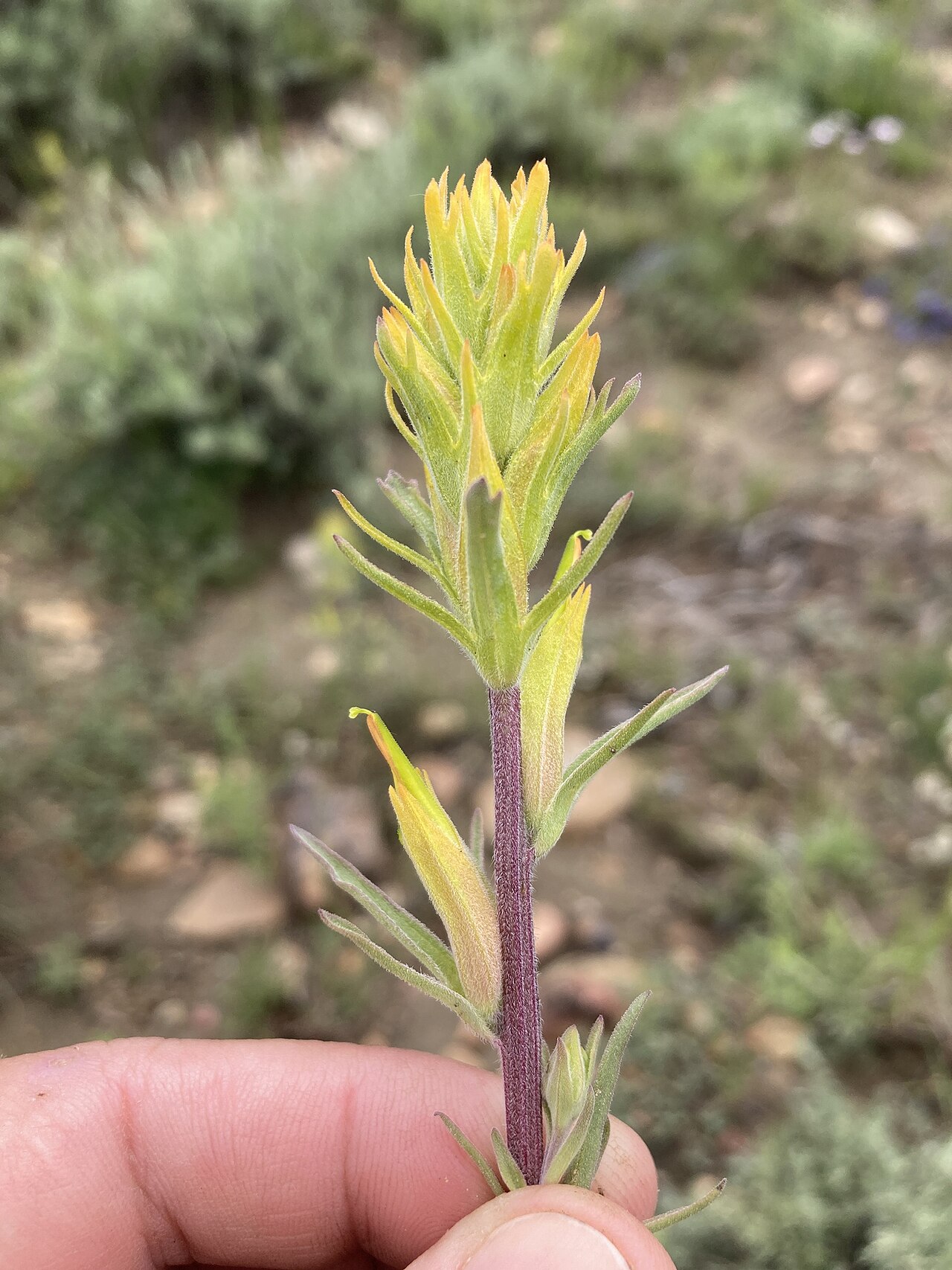 Yellow Indian paintbrush: Castilleja flava var. flava inflorescence photographed in Lincoln County, Wyoming, US