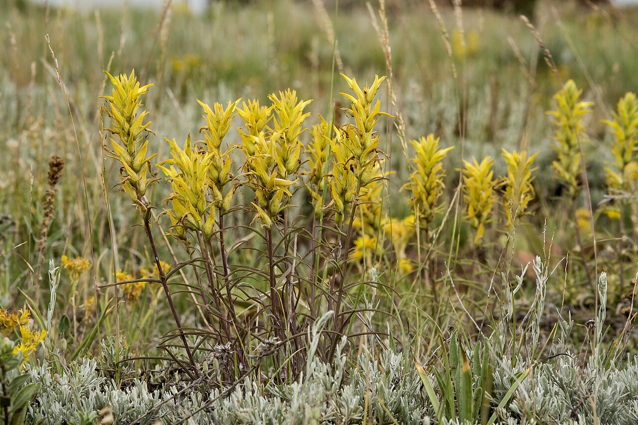 Yellow Indian paintbrush: Castilleja flava var. flava blooming in the sagebrush steppe near the Southern Laramie Mountains, Albany County, Wyoming, US