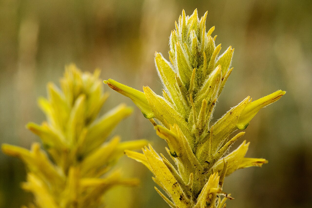 Yellow Indian paintbrush: Castilleja flava var. flava inflorescence close up photographed near the Southern Laramie Mountains, Albany County, Wyoming, US
