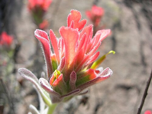 Texas Indian paintbrush: Hepatic Gulch ( Castilleja foliolosa ), Santa Monica Mountains, Los Angeles County, California