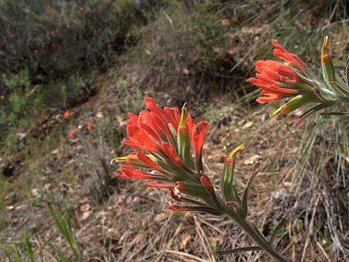 Texas Indian paintbrush: H20130318-6971—Castilleja foliolosa—Mitchell Canyon
