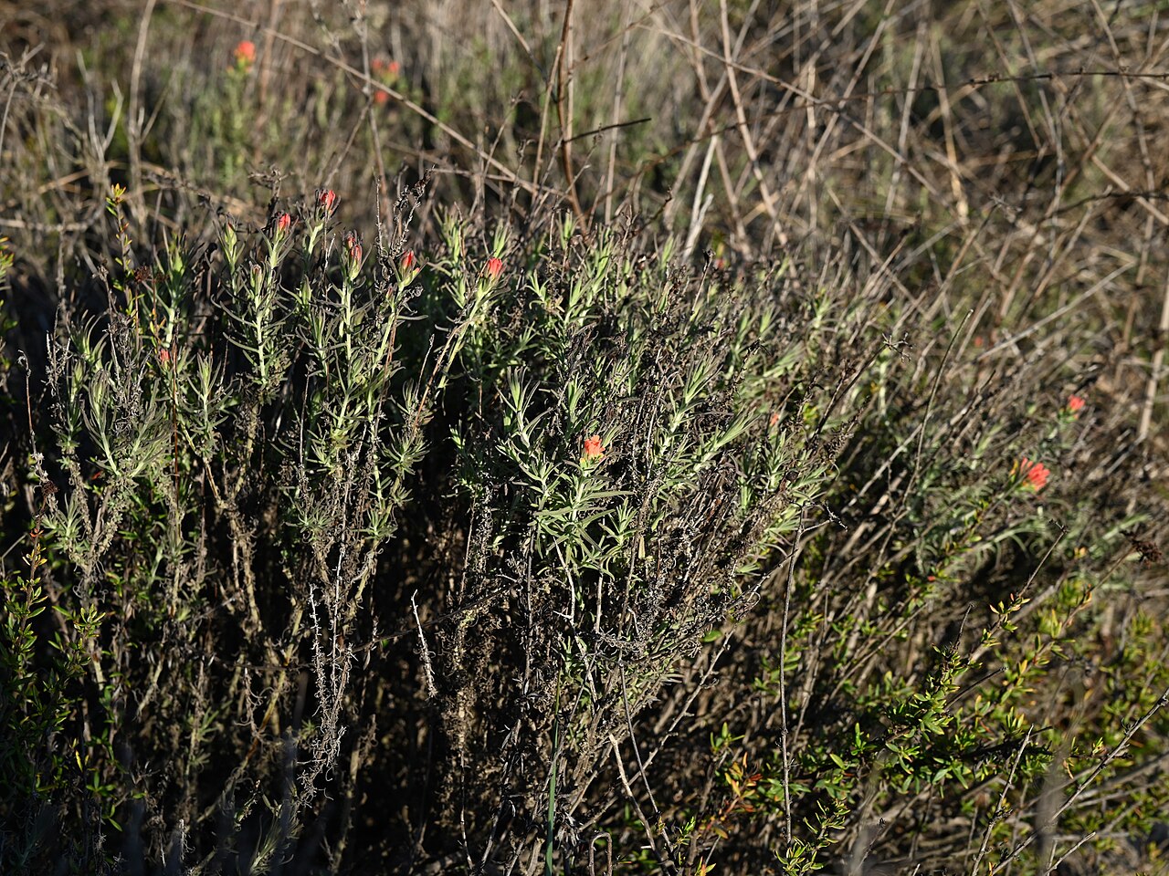 Texas Indian paintbrush: Castilleja foliolosa in the Torrey Pines State Natural Reserve, N from San Diego, California