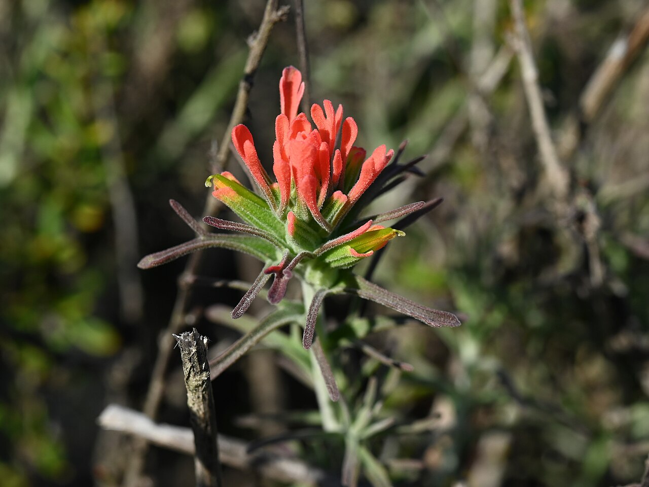 Texas Indian paintbrush: Castilleja foliolosa in the Torrey Pines State Natural Reserve, N from San Diego, California