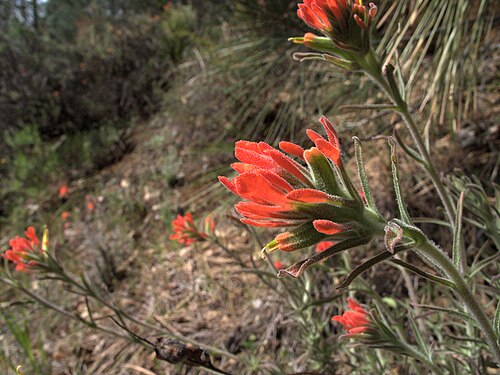 Texas Indian paintbrush: H20130318-6972—Castilleja foliolosa—Mitchell Canyon