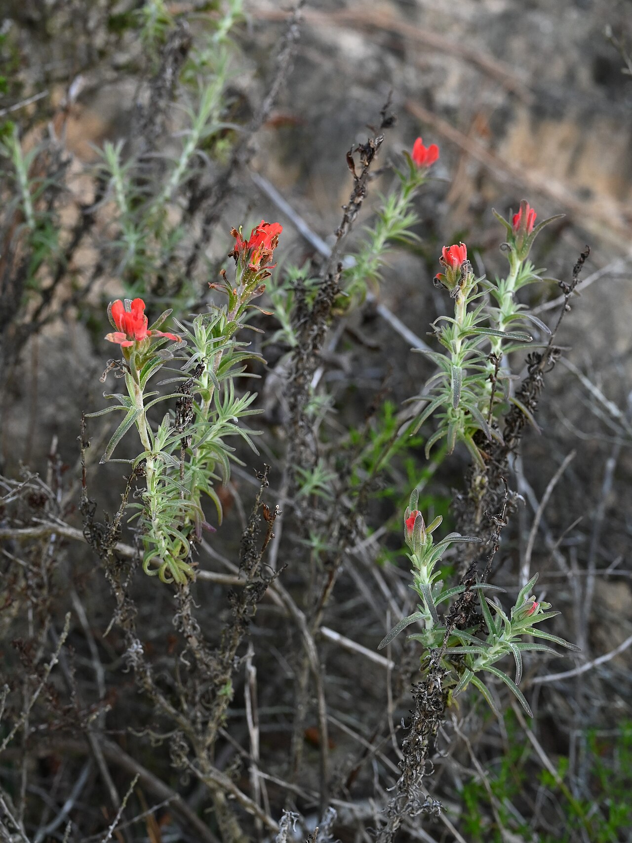 Texas Indian paintbrush: Castilleja foliolosa in the Torrey Pines State Natural Reserve, N from San Diego, California