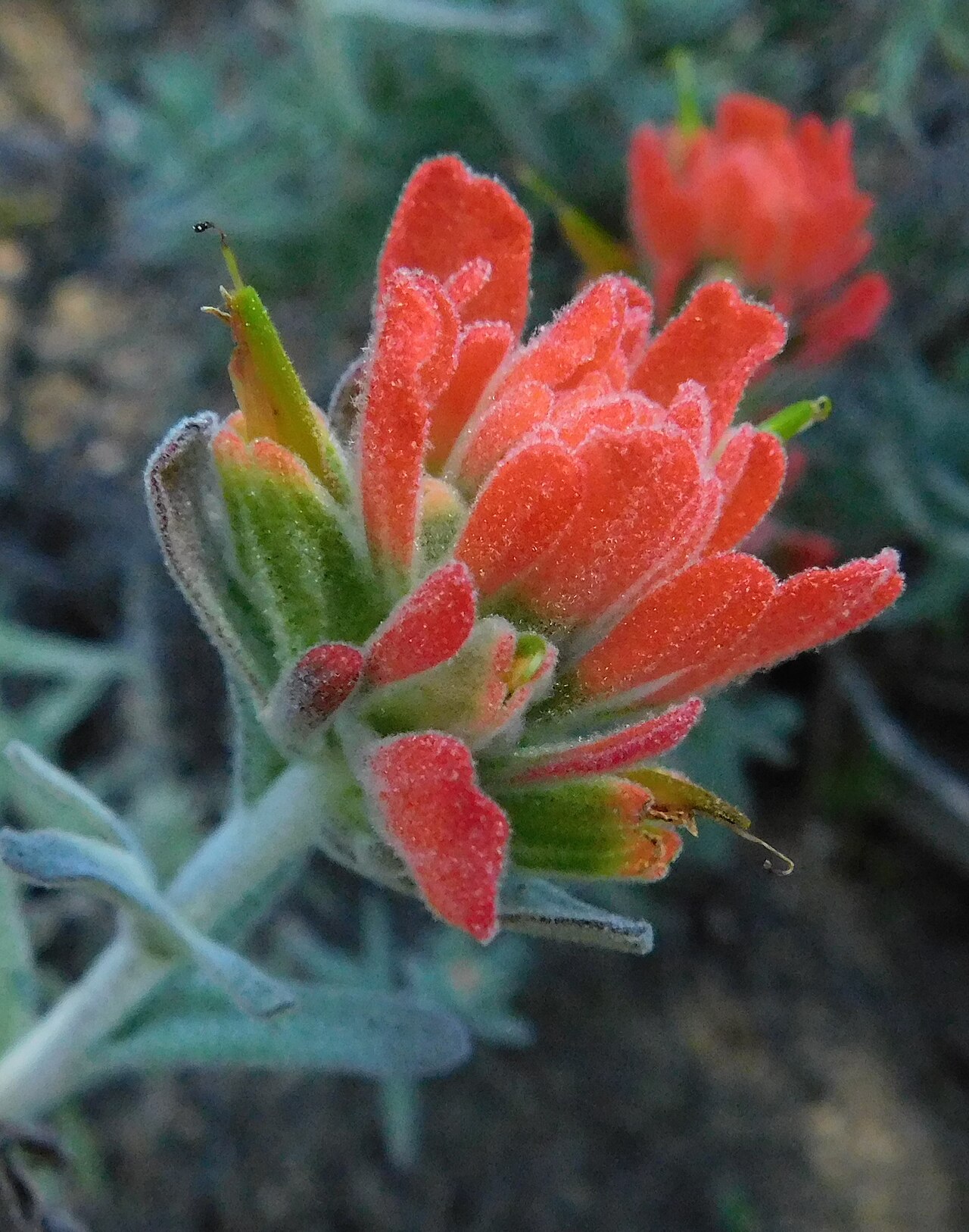 Texas Indian paintbrush: Castilleja foliolosa at the University of California Botanical Garden, Berkeley, California, USA. Identified by the garden ID sign.