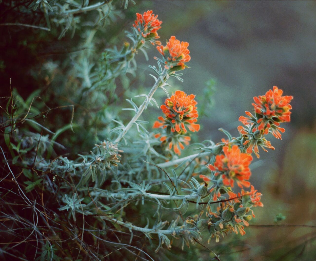 Texas Indian paintbrush: Castilleja foliolosa , Sommerwurzgewächse (Orobanchaceae) - USA, Kalifornien/California: Cache Creek, NW Rumsey, Yolo County, California.