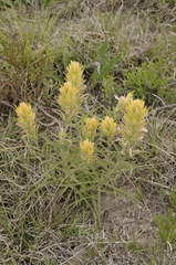 Genevieve's Indian paintbrush (Castilleja genevievana)