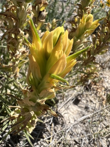 Genevieve's Indian paintbrush (Castilleja genevievana)