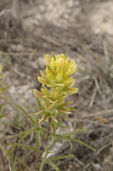 Genevieve's Indian paintbrush (Castilleja genevievana)
