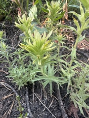 Gland Indian paintbrush (Castilleja glandulifera)