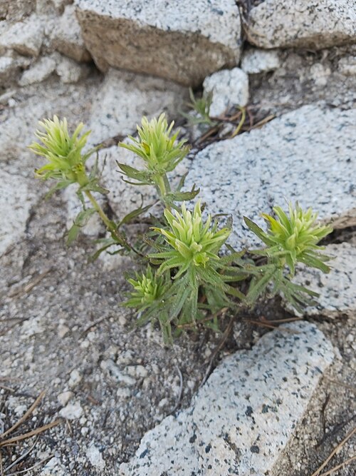 Gland Indian paintbrush: Castilleja glandulifera