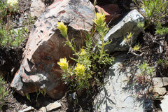 Gland Indian paintbrush (Castilleja glandulifera)