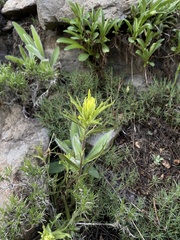 Gland Indian paintbrush (Castilleja glandulifera)