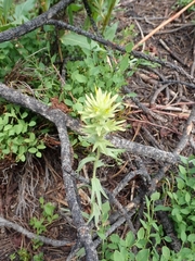 Gland Indian paintbrush (Castilleja glandulifera)