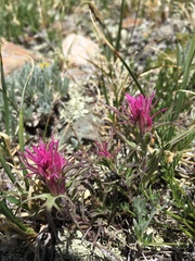 Hayden's Indian paintbrush (Castilleja haydenii)