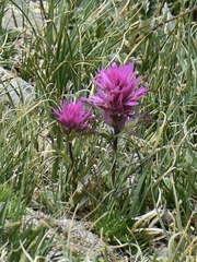 Hayden's Indian paintbrush (Castilleja haydenii)